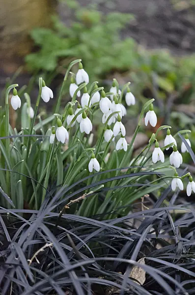 553026 - Common snowdrop (Galanthus nivalis) and black mondo (Ophiopogon planiscapus 'Nigrescens')