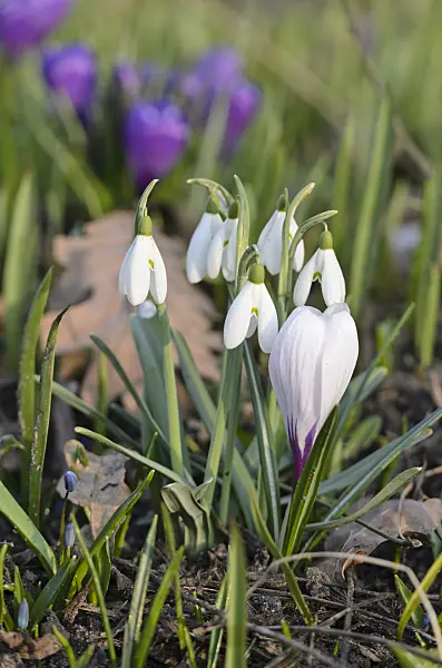 554050 - Common snowdrop (Galanthus nivalis) and crocus (Crocus)
