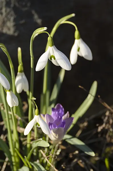 506001 - Common snowdrop (Galanthus nivalis) and early crocus (Crocus tommasinianus)