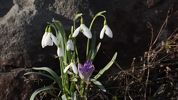 506003 - Common snowdrop (Galanthus nivalis) and early crocus (Crocus tommasinianus)