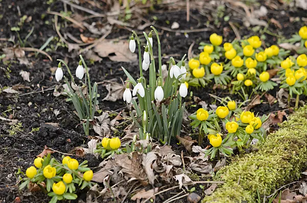529043 - Common snowdrop (Galanthus nivalis) and winter aconite (Eranthis hyemalis)