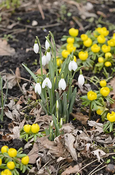 529044 - Common snowdrop (Galanthus nivalis) and winter aconite (Eranthis hyemalis)