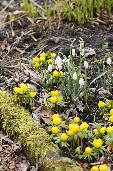 529045 - Common snowdrop (Galanthus nivalis) and winter aconite (Eranthis hyemalis)