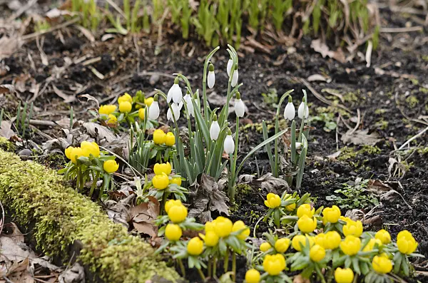 529046 - Common snowdrop (Galanthus nivalis) and winter aconite (Eranthis hyemalis)