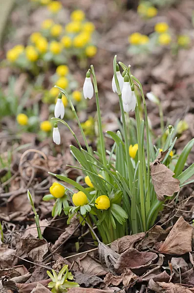 529057 - Common snowdrop (Galanthus nivalis) and winter aconite (Eranthis hyemalis)