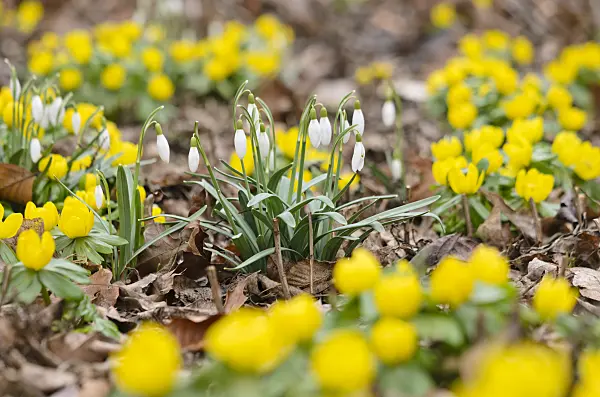 529136 - Common snowdrop (Galanthus nivalis) and winter aconite (Eranthis hyemalis)