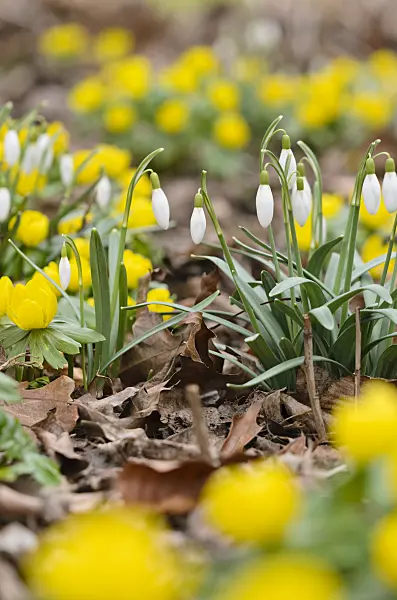 529137 - Common snowdrop (Galanthus nivalis) and winter aconite (Eranthis hyemalis)
