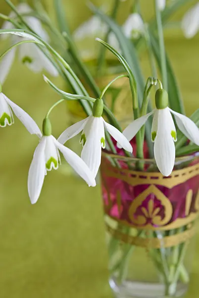 479049 - Common snowdrop (Galanthus nivalis) in a vase