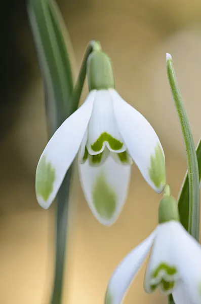 529167 - Common snowdrop (Galanthus nivalis 'Viridi-Apice')