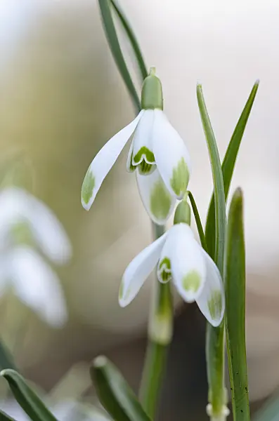 529168 - Common snowdrop (Galanthus nivalis 'Viridi-Apice')