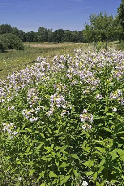 558334 - Common soapwort (Saponaria officinalis)