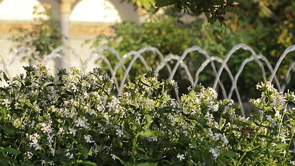 510150 - Common soapwort (Saponaria officinalis) with fountains in an oriental garden