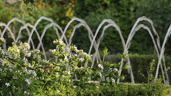 510151 - Common soapwort (Saponaria officinalis) with fountains in an oriental garden