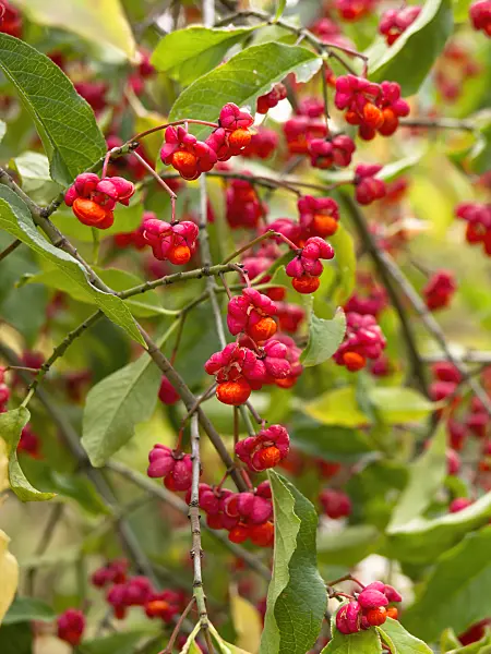 430197 - Common spindle (Euonymus europaeus)