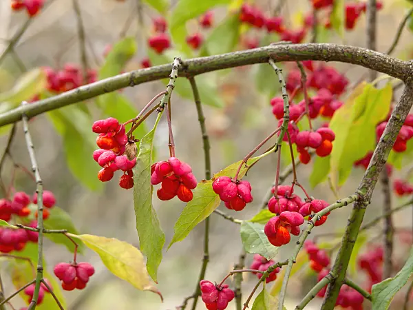 430198 - Common spindle (Euonymus europaeus)