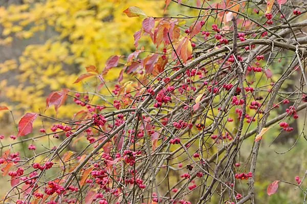 466023 - Common spindle (Euonymus europaeus)
