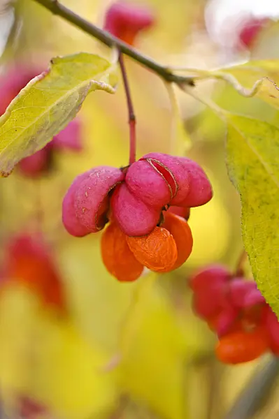478002 - Common spindle (Euonymus europaeus)