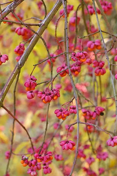 478003 - Common spindle (Euonymus europaeus)