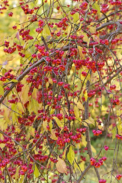 478004 - Common spindle (Euonymus europaeus)