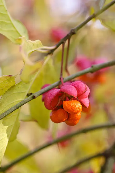 478005 - Common spindle (Euonymus europaeus)