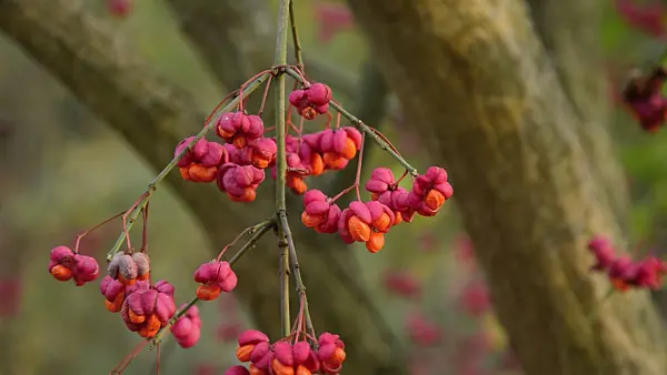 513160 - Common spindle (Euonymus europaeus)