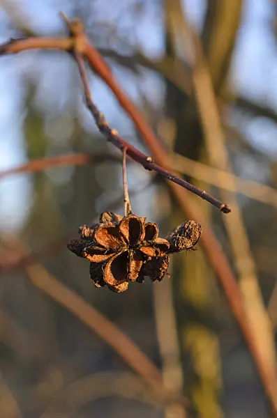 518081 - Common spindle (Euonymus europaeus)