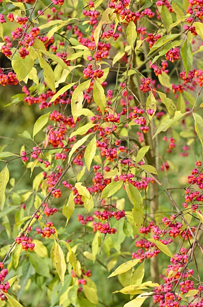 525241 - Common spindle (Euonymus europaeus)