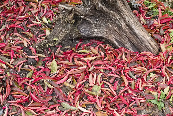 562020 - Common spindle (Euonymus europaeus)