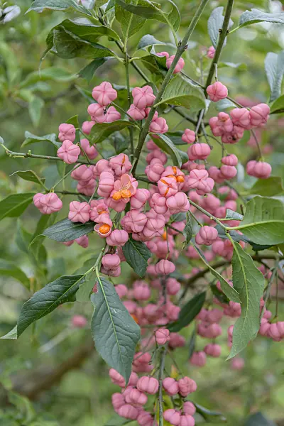 575096 - Common spindle (Euonymus europaeus)