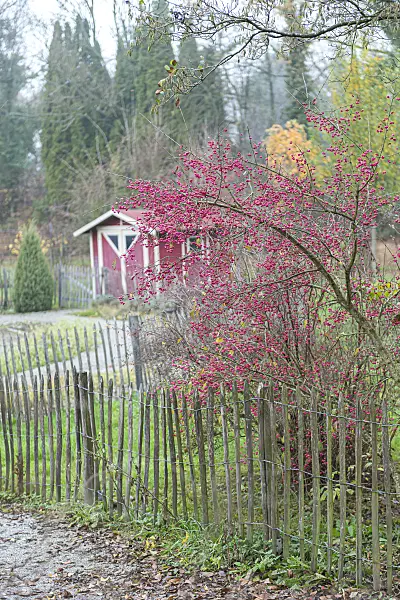 616215 - Common spindle (Euonymus europaeus)