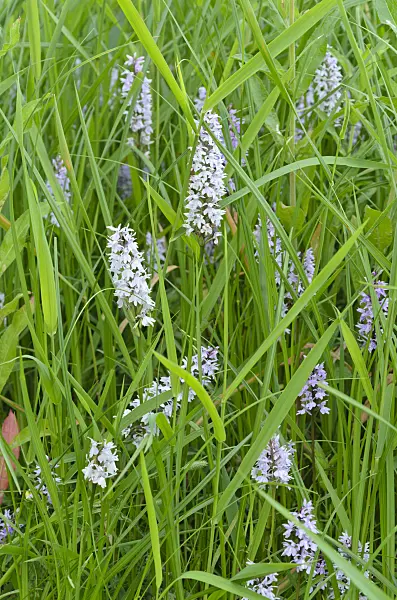 497260 - Common spotted orchid (Dactylorhiza fuchsii)