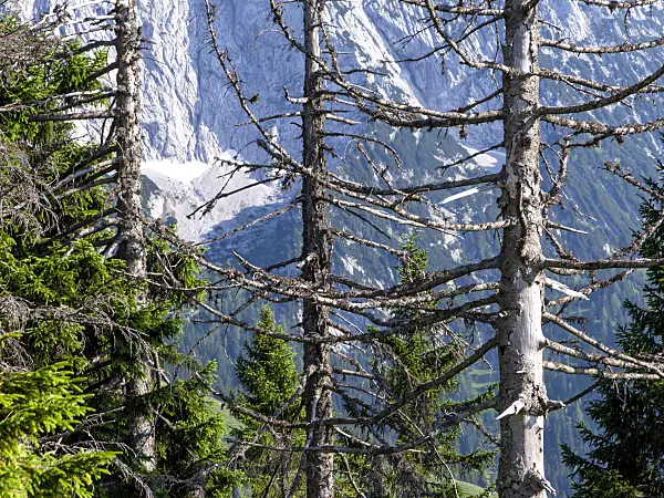 439220 - Common spruce (Picea abies)