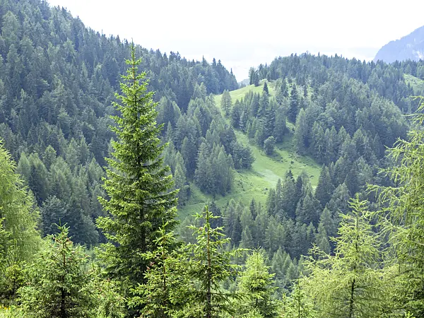 439258 - Common spruce (Picea abies)
