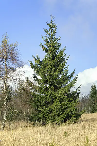 535415 - Common spruce (Picea abies)