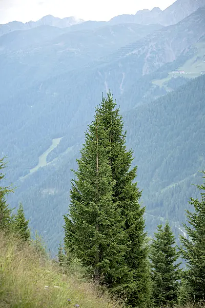 616438 - Common spruce (Picea abies)