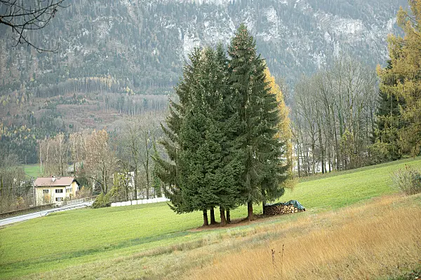 616439 - Common spruce (Picea abies)