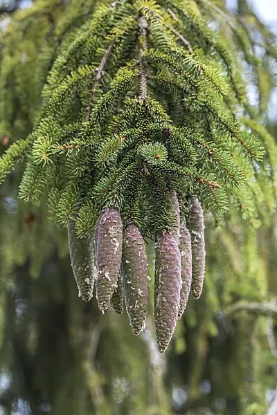 616440 - Common spruce (Picea abies)