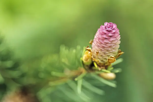 436192 - Common spruce (Picea abies 'Acrocona')