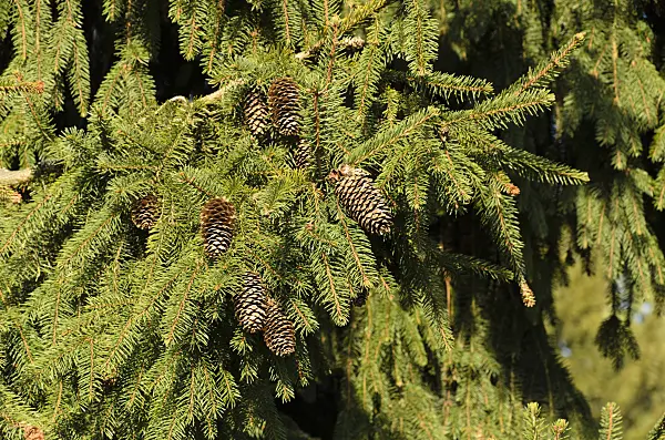 494007 - Common spruce (Picea abies 'Acrocona')