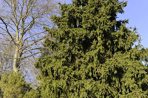 494009 - Common spruce (Picea abies 'Acrocona')