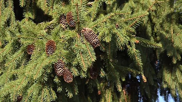 494020 - Common spruce (Picea abies 'Acrocona')