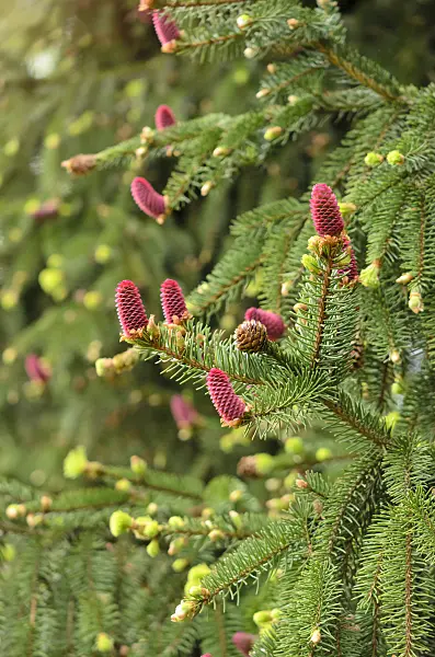544020 - Common spruce (Picea abies 'Acrocona')