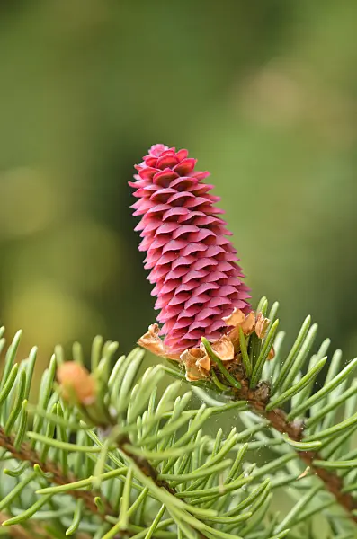 544021 - Common spruce (Picea abies 'Acrocona')