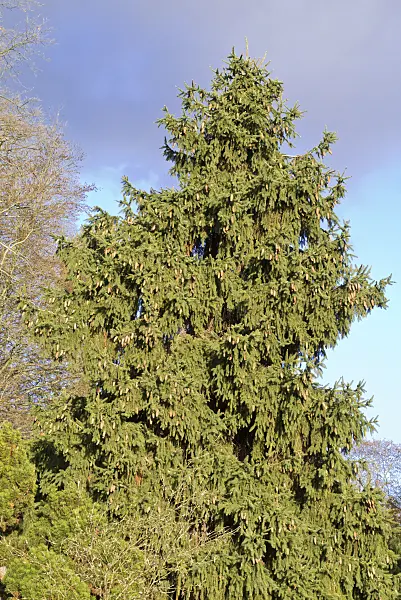 565023 - Common spruce (Picea abies 'Acrocona')