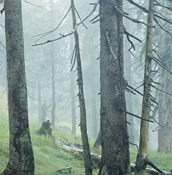 249006 - Common spruce (Picea abies), Bavarian Forest National Park, Germany