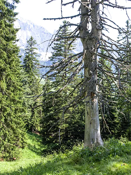 439211 - Common spruce (Picea abies), Kaisergebirge Nature Reserve, Austria