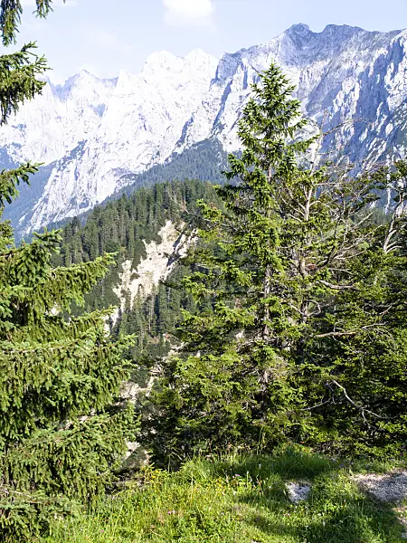 439214 - Common spruce (Picea abies), Kaisergebirge Nature Reserve, Austria