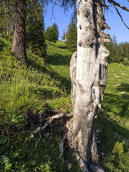 439230 - Common spruce (Picea abies), Kaisergebirge Nature Reserve, Austria