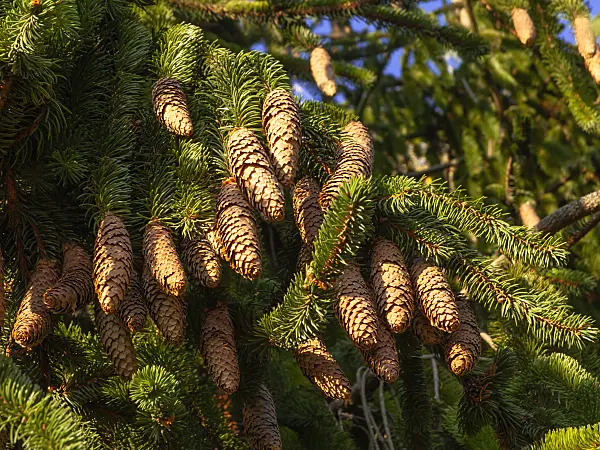 443086 - Common spruce (Picea abies 'Viminalis')