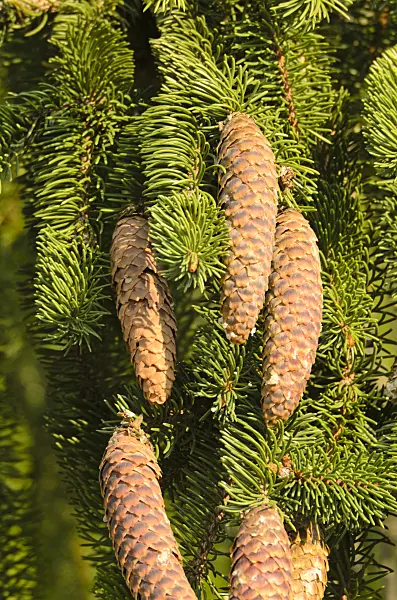 501105 - Common spruce (Picea abies 'Viminalis')